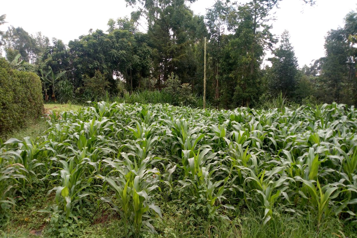 The 20x20 meter plot of land Kathurima Mwongera was gifted by his parents after highschool.jpg